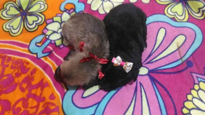 Cachorro ra a Poodle mestiço idade Abaixo de 2 meses nome Mica