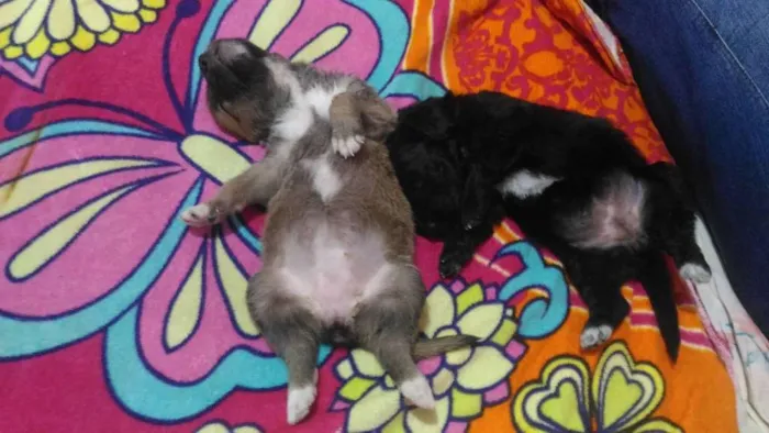 Cachorro ra a Poodle mestiço idade Abaixo de 2 meses nome Mica