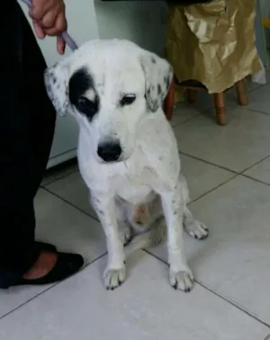 Cachorro raça Sem raça definida idade 2 anos nome Chico