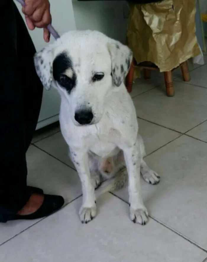 Cachorro ra a Sem raça definida idade 2 anos nome Chico