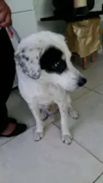 Chico