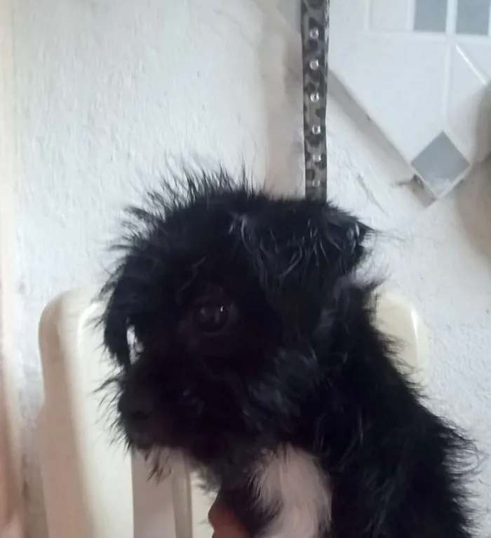 Cachorro ra a Lhasa Apso idade 2 a 6 meses nome Bolty