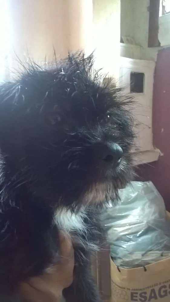 Cachorro ra a Lhasa Apso idade 2 a 6 meses nome Bolty