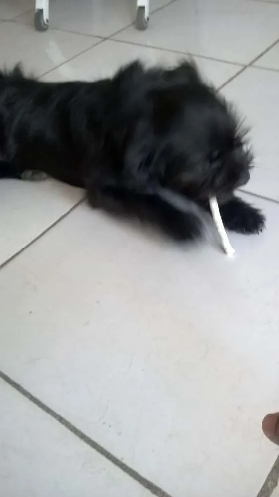 Cachorro ra a Lhasa Apso idade 2 a 6 meses nome Bolty