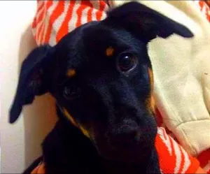 Cachorro raça SRD idade 2 a 6 meses nome Preta