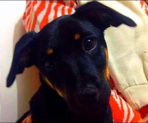 Cachorro ra a SRD idade 2 a 6 meses nome Preta