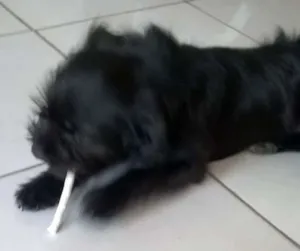 Cachorro raça Lhasa Apso idade 2 a 6 meses nome Bolty