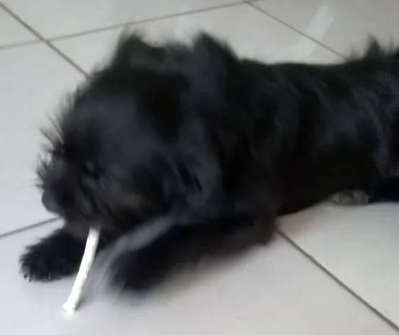 Cachorro ra a Lhasa Apso idade 2 a 6 meses nome Bolty