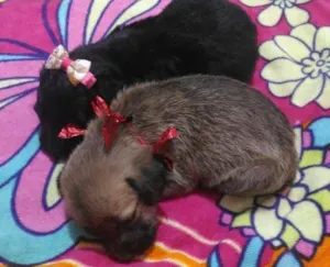 Cachorro raça Poodle mestiço idade Abaixo de 2 meses nome Mica