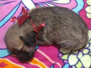 Cachorro raça Mestiça com poddle idade Abaixo de 2 meses nome Kiara