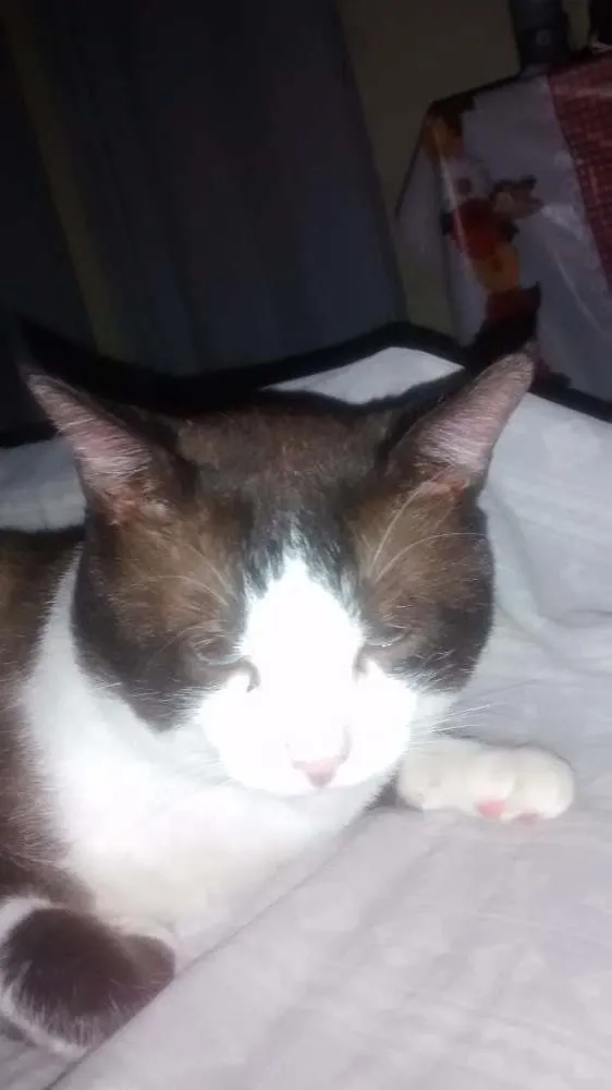 Gato ra a Raça não definida idade 3 anos nome Lyon