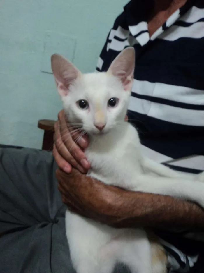 Gato ra a Vira-lata idade 2 a 6 meses nome Teteu