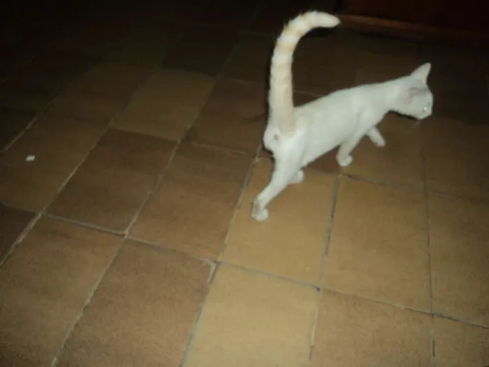 Gato ra a Vira-lata idade 2 a 6 meses nome Teteu