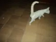 Teteu