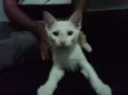 Teteu