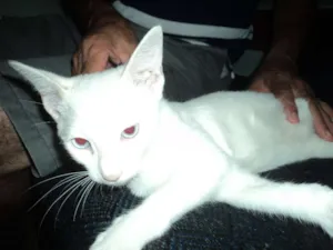 Gato raça Vira-lata idade 2 a 6 meses nome Teteu