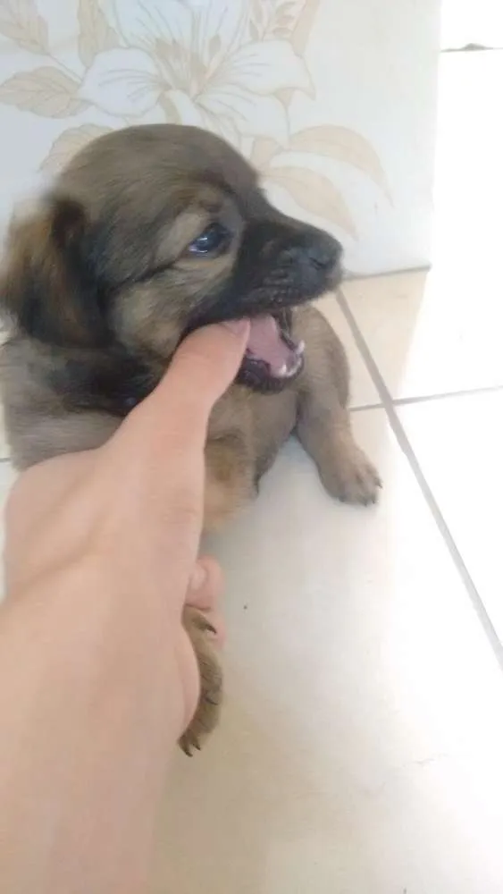 Cachorro ra a Vira lata idade Abaixo de 2 meses nome Não tem