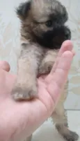 Não tem