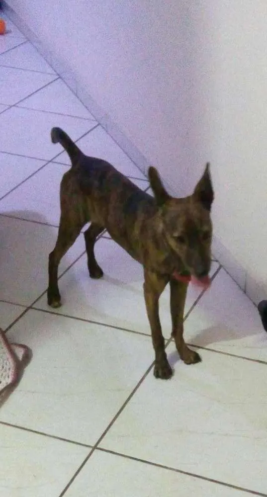 Cachorro ra a viralata  idade 2 a 6 meses nome Susi 