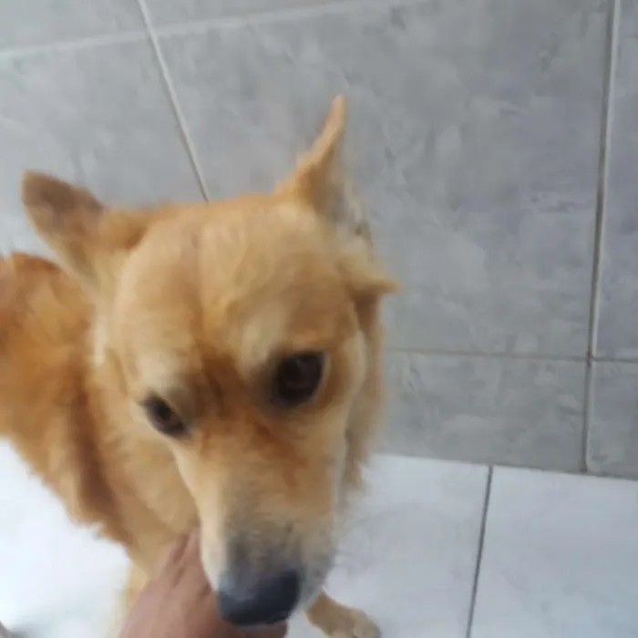 Cachorro ra a Vira lata idade 3 anos nome Jake