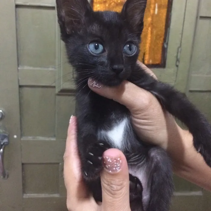 Gato ra a idade 2 a 6 meses nome Nega