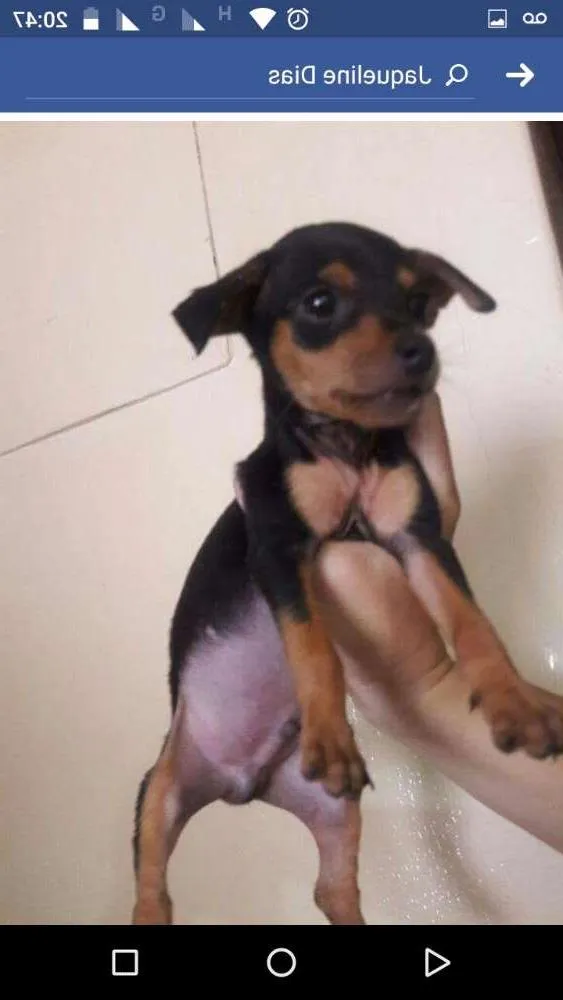 Cachorro ra a Pincher idade 2 a 6 meses nome Não tem