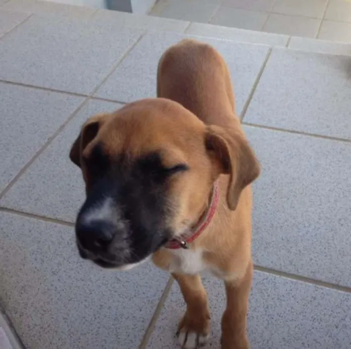 Cachorro ra a SRD idade 2 a 6 meses nome Napoleão