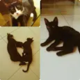 Black e blaid