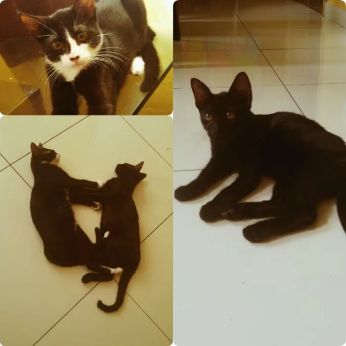 Gato ra a Não sei  idade 2 a 6 meses nome Black e blaid