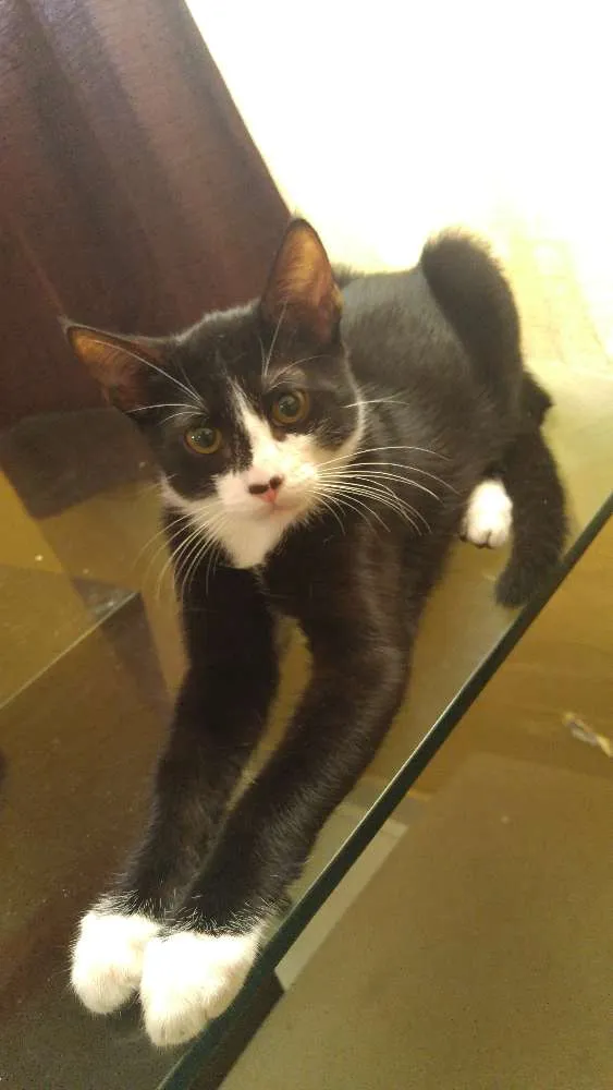 Gato ra a Não sei  idade 2 a 6 meses nome Black e blaid