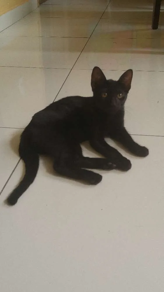 Gato ra a Não sei  idade 2 a 6 meses nome Black e blaid