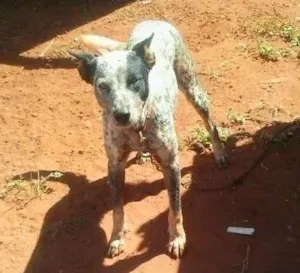 Cachorro raça SRD idade 2 a 6 meses nome FILHOTES