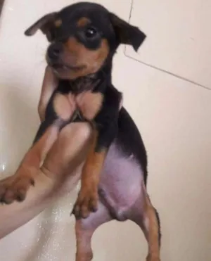 Cachorro raça Pincher idade 2 a 6 meses nome Não tem