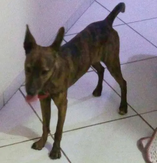 Cachorro ra a viralata  idade 2 a 6 meses nome Susi 