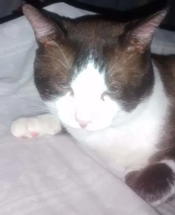 Gato ra a Raça não definida idade 3 anos nome Lyon