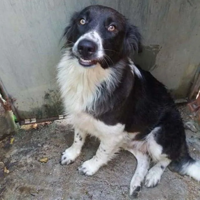 Cachorro ra a border collie idade 1 ano nome Kelly