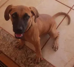 Cachorro raça Vira lata e boder cooler  idade 1 ano nome Dori e Bethânia 