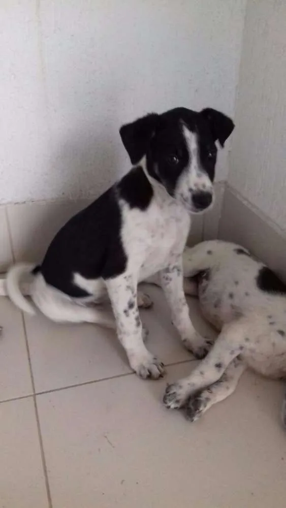 Cachorro raça Vira lata idade 2 a 6 meses nome Luke