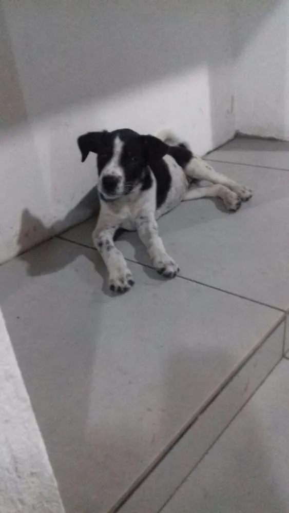 Cachorro raça Vira lata idade 2 a 6 meses nome Lucy