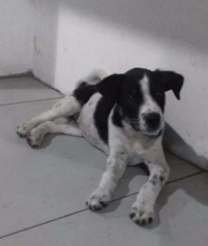Cachorro raça Vira lata idade 2 a 6 meses nome Lucy
