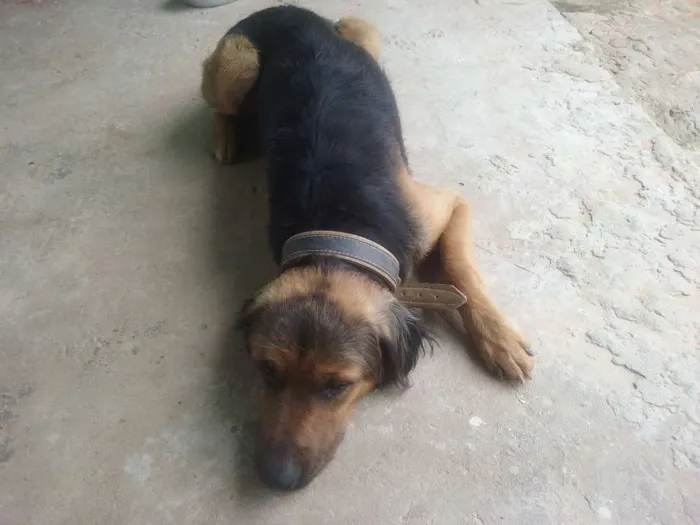 Cachorro ra a misto idade 4 anos nome bethoven