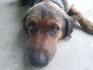 Cachorro raça misto idade 4 anos nome bethoven
