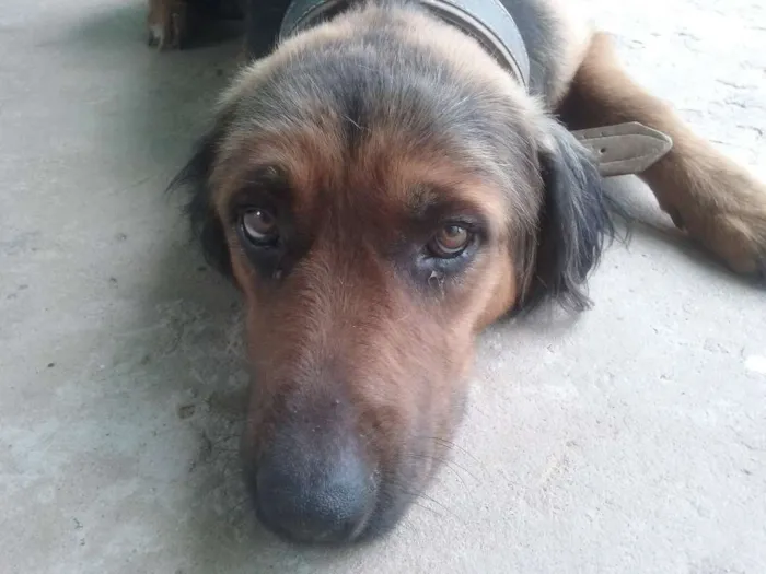 Cachorro ra a misto idade 4 anos nome bethoven