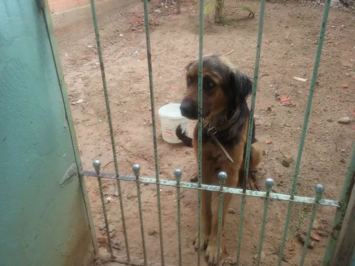 Cachorro ra a misto idade 4 anos nome bethoven