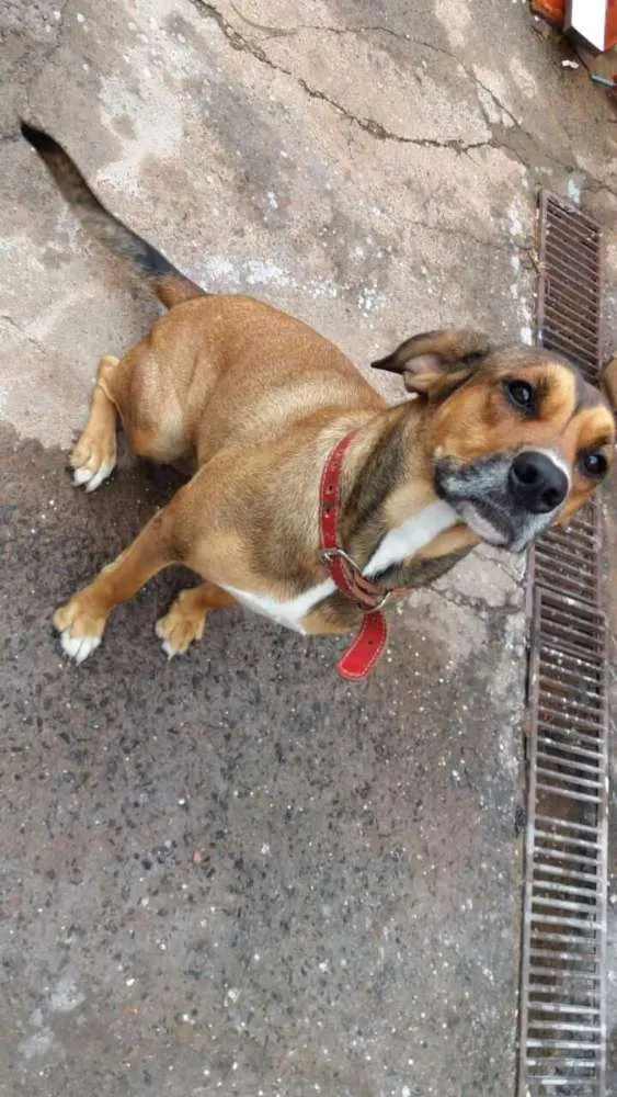 Cachorro ra a Mestiça de fila idade 2 anos nome Hanna