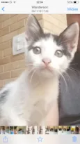 Pipoca