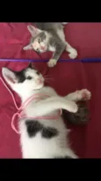 Pipoca