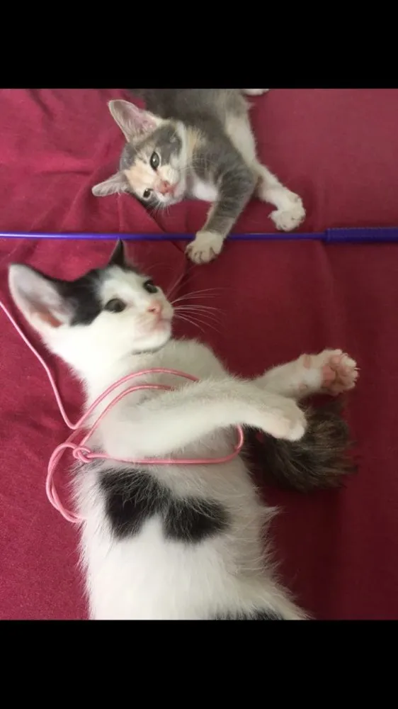 Gato ra a Vira-lata  idade  nome Pipoca