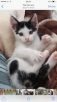 Pipoca