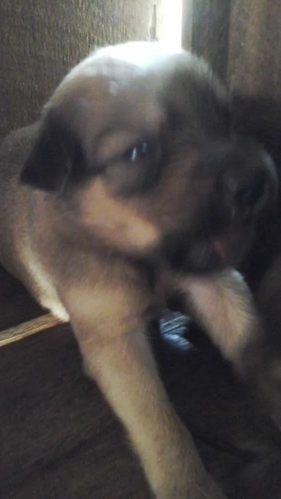Cachorro ra a misturado idade Abaixo de 2 meses nome pequenina
